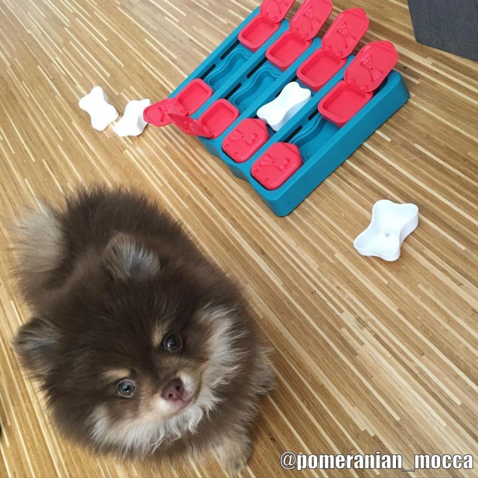 DOG BRICK - Nina Ottosson Treat Puzzle Games for Dogs & Cats