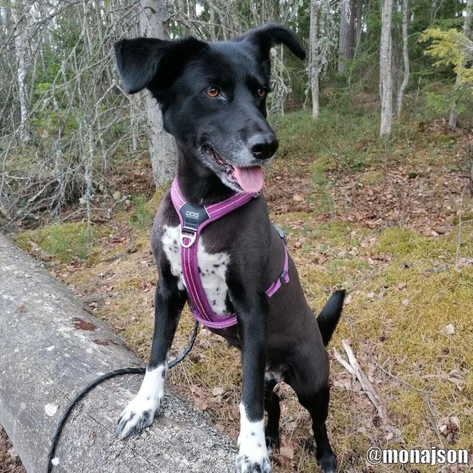 Harnais Violet pour chien - Comfort Walk Go - DOG Copenhagen – inooko