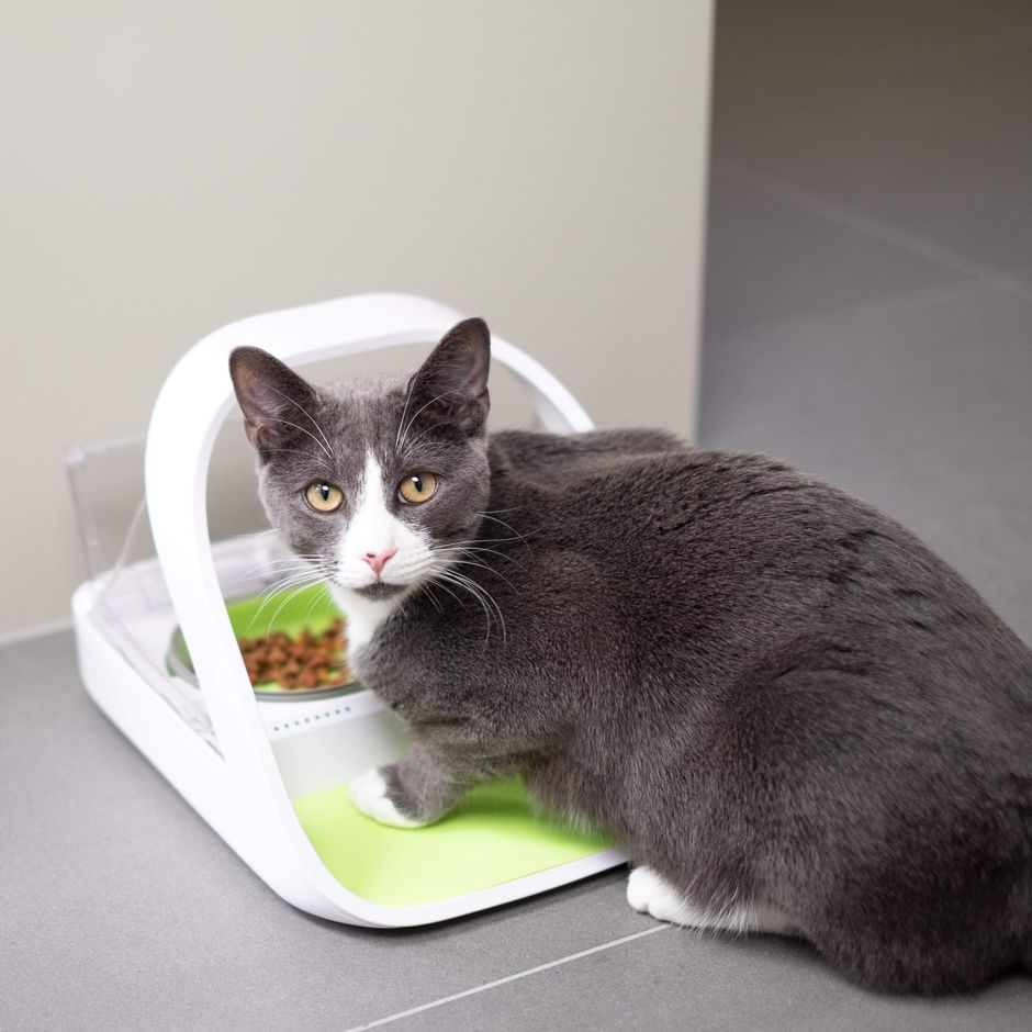 Microchip shops automatic cat feeder