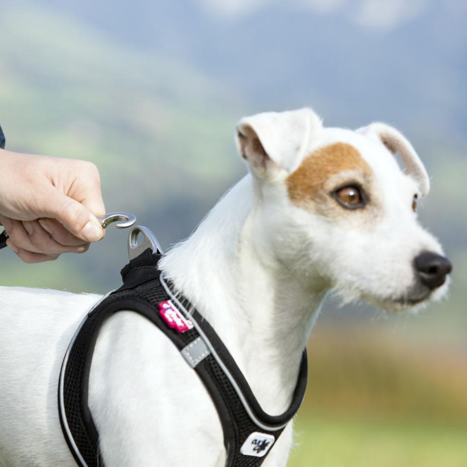 Buy Curli Magnetic Vest Harness Black for your dog