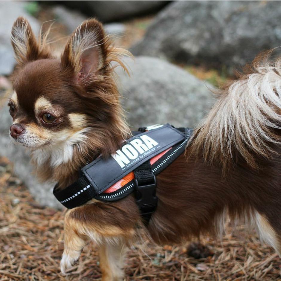 deelnemer Pracht Geslaagd Buy Julius-K9 IDC Harness Camo for your dog | Tinybuddy