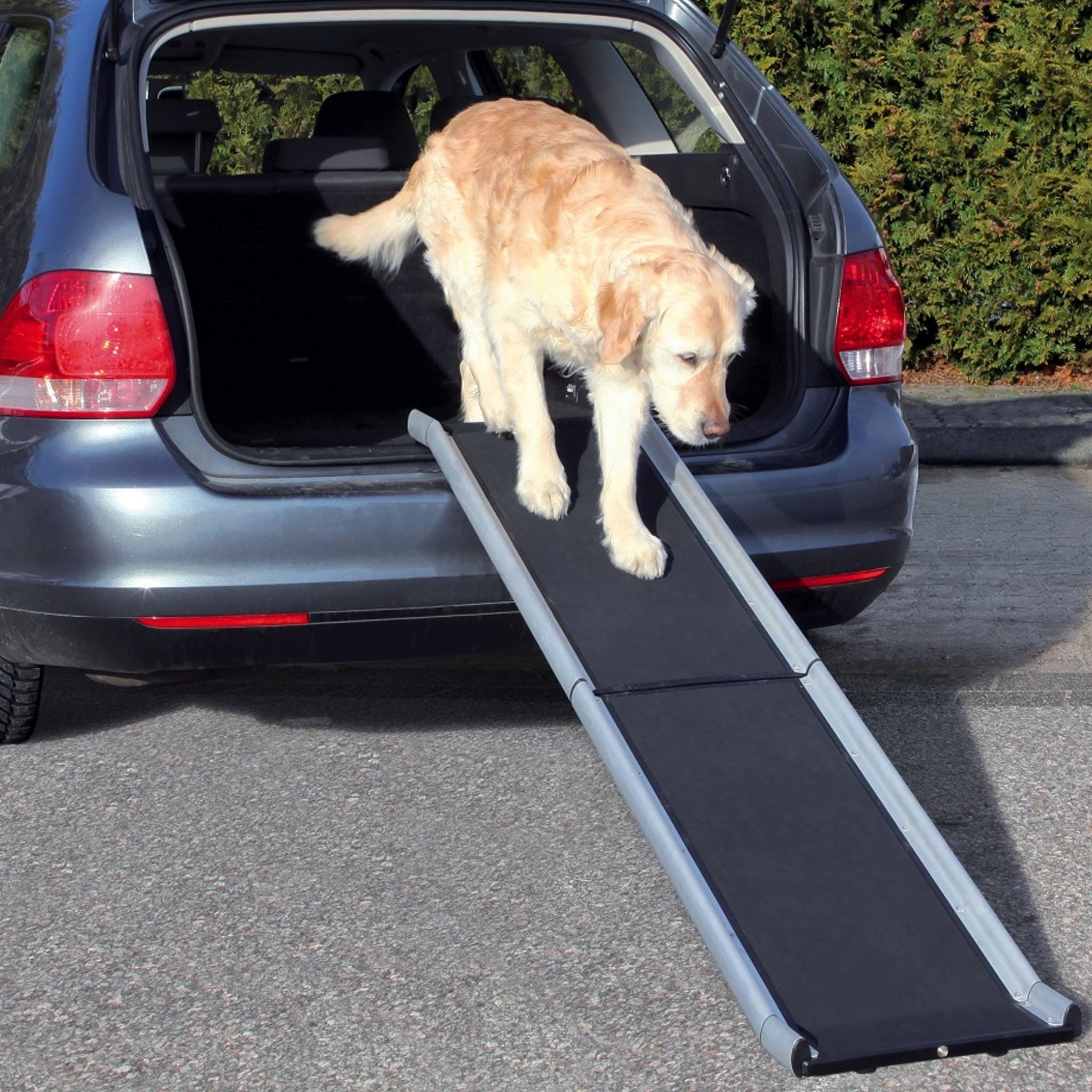 Buy Folding Ramp For Dog for your dog | Tinybuddy